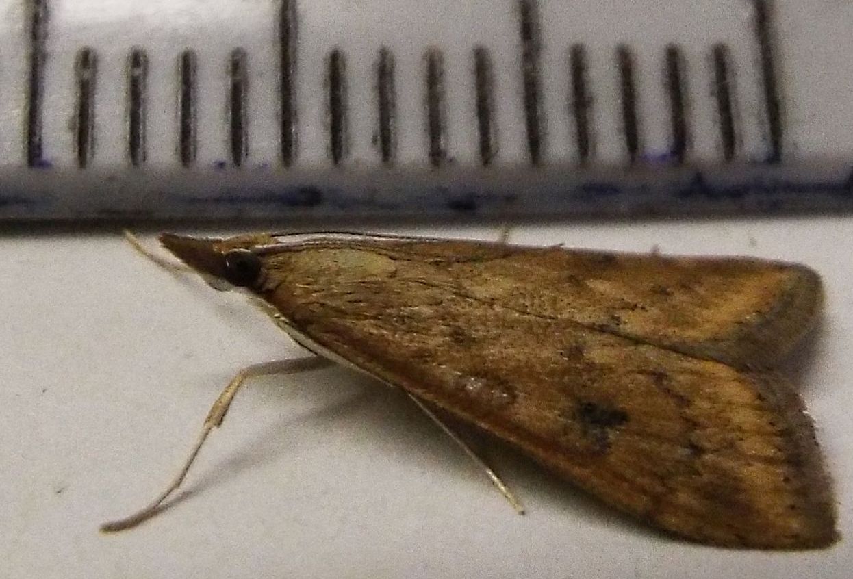 Altra falena da identificare - Udea ferrugalis